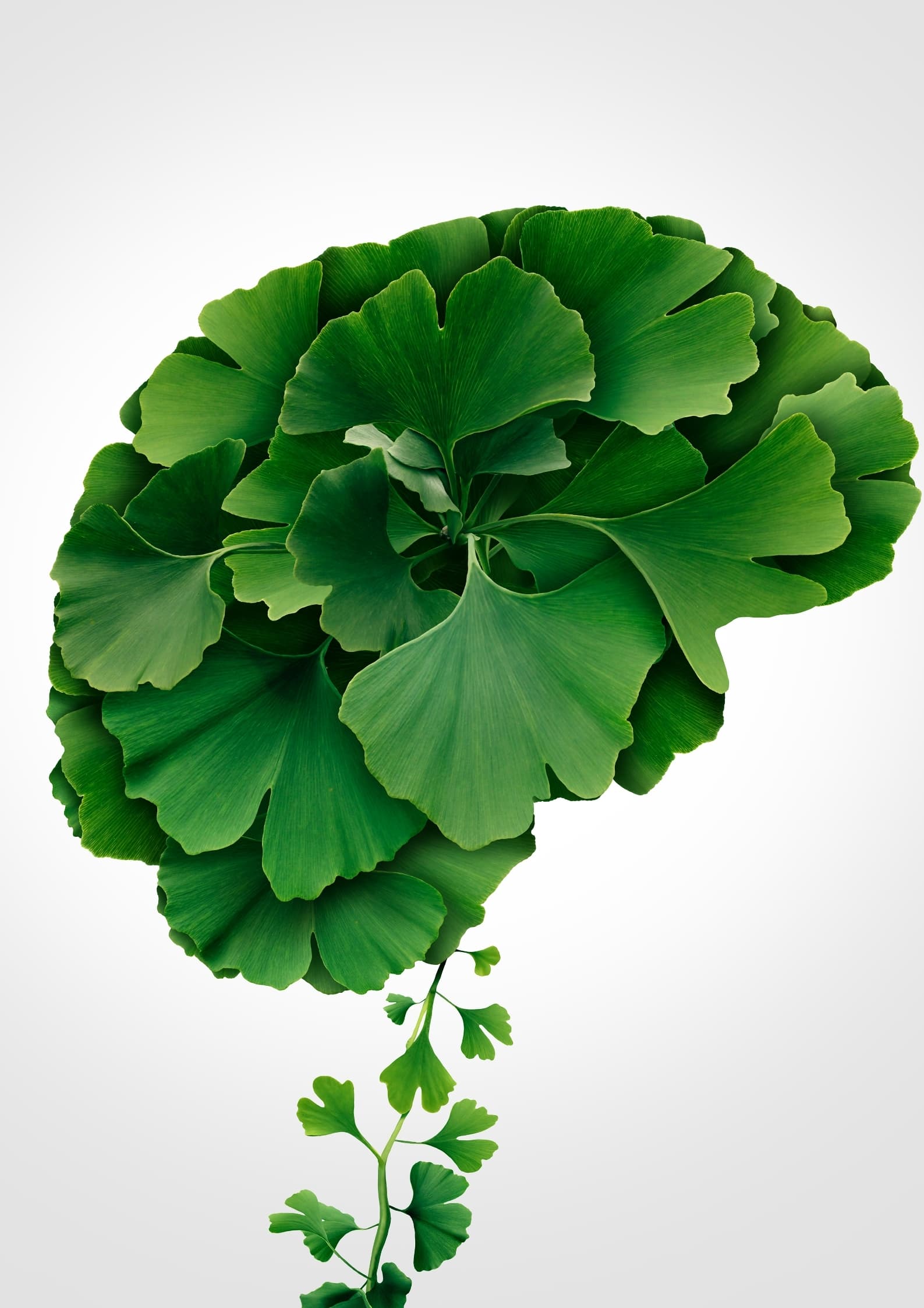 cerveau feuilles vertes